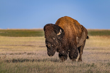American Bison Grazing in Badlands National Park, South Dakota © Cavan