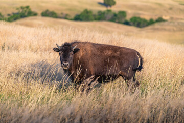 American Bison Grazing in Badlands National Park, South Dakota © Cavan