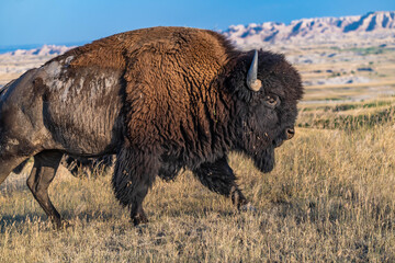 American Bison Grazing in Badlands National Park, South Dakota © Cavan