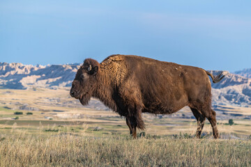 American Bison Grazing in Badlands National Park, South Dakota © Cavan