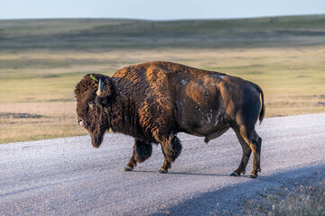 American Bison Grazing in Badlands National Park, South Dakota © Cavan