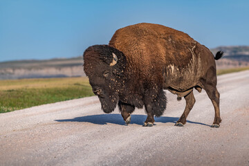 American Bison Grazing in Badlands National Park, South Dakota © Cavan