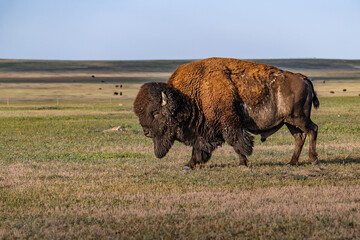 American Bison Grazing in Badlands National Park, South Dakota © Cavan