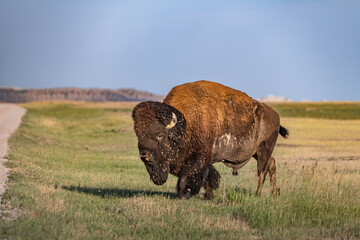 American Bison Grazing in Badlands National Park, South Dakota © Cavan