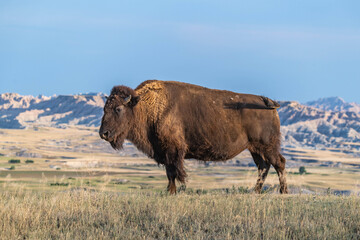 American Bison Grazing in Badlands National Park, South Dakota © Cavan