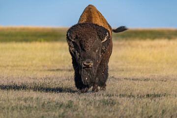 American Bison Grazing in Badlands National Park, South Dakota © Cavan