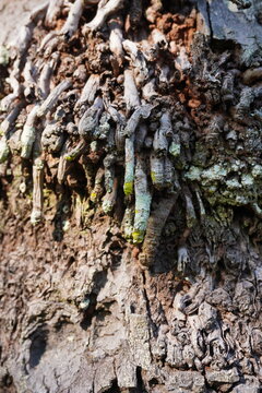 Roots emerging from the coconut tree trunk