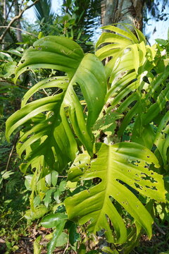 The dragon-tail plant is also known as Epipremnum pinnatum