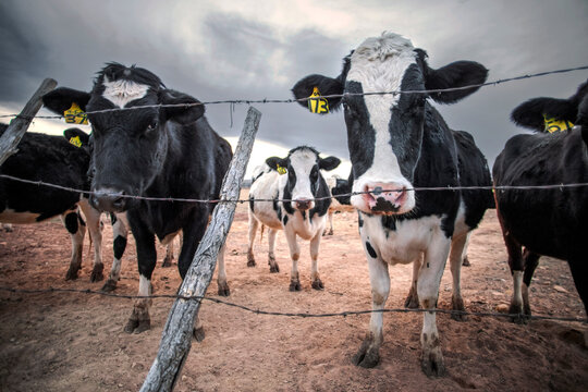 Curious Holstein cows looking through a barbed wire fence