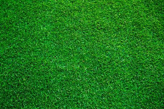 High angle view of a lush green grass turf background