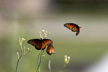 Three Queen butterflies flutter around a wildflower © Cavan
