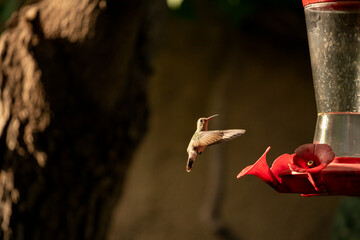 Tiny hummingbird in flight approaching a feeder © Cavan
