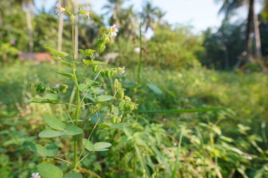 Oxalis barrelieri plant, ground starfruit