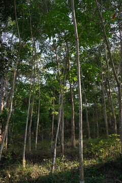 A view of a cluster of rubber trees in the forest