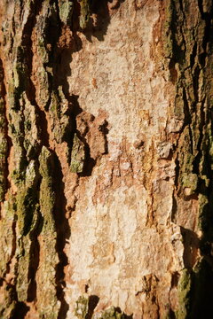 Rubber tree bark texture background