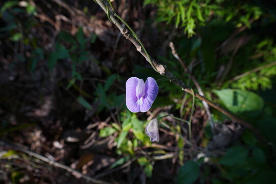 Beautiful butterfly pea flowers bathed in the morning sun