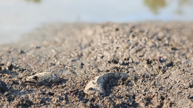 Fish bone carcasses on mud crack or dried cracked soil. Arid.