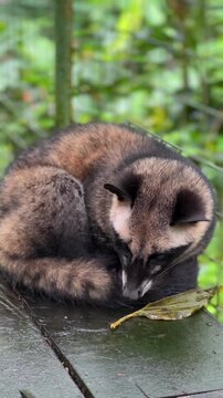 Musang curls up comfortably on a wooden platform surrounded by vibrant greenery. Kopi luwak concept