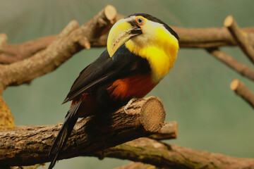 Red-breasted toucan © Klimczak-Krajewska