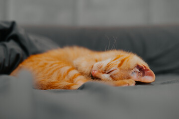 A young orange tabby cat is sleeping peacefully on a soft grey surface. The cat is curled up with its eyes closed, capturing a moment of rest in a cozy indoor environment © Sergio
