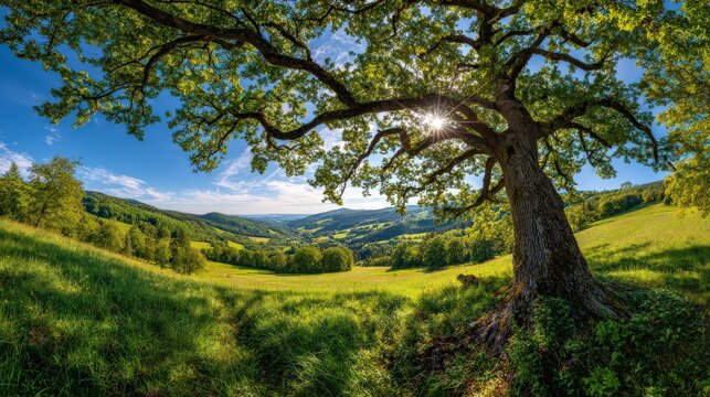 A large oak tree stands prominently in a lush green meadow under a bright blue sky with scattered clouds and distant rolling hills.