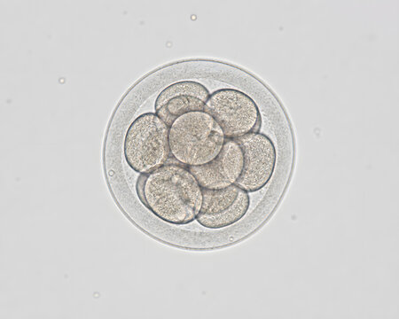 Early embryo cleavage stage under microscope