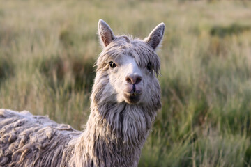 Obraz premium White long-haired alpaca in pasture, blurred background for wool production