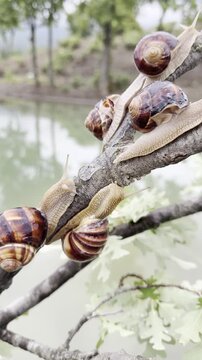 A Sluggish Journey: Gastropod Locomotion Above Ground