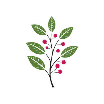 Flat illustration of a berry branch with green leaves