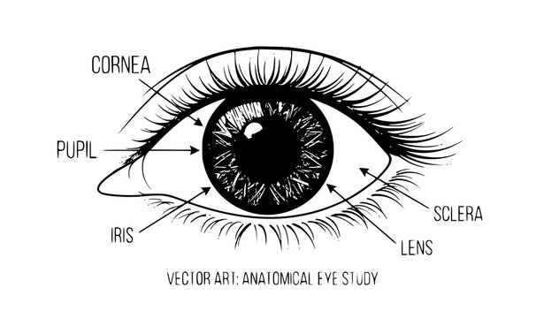 Detailed Human Eye Vector Illustration with Realistic Iris Texture and Eyelashes Line Art