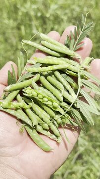 Holding Fresh Organic Green Vetch in the Palm