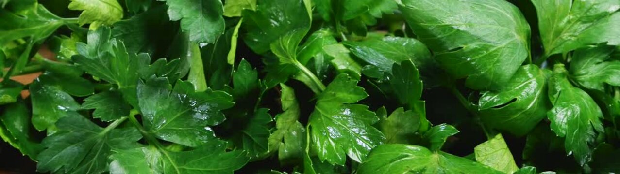 Freshly harvested green parsley leaves presenting a healthy culinary ingredient and garnish for various food preparations.