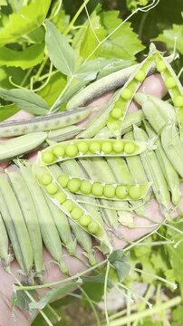Hand holding unpeeled and peeled wild fava beans vertical clip