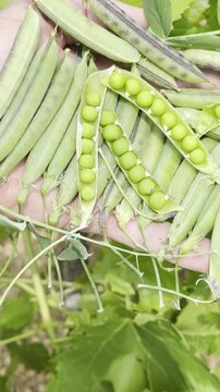 Vertical footage showing organic wild broad bean pods in hand