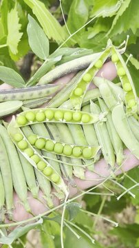 Macro vertical shot of green wild fava beans and peeled seeds