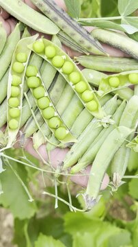 Farmer displaying freshly harvested wild broad beans in hand vertical