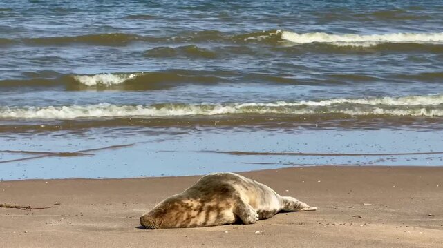 Seal, 4K video of a marine mammal lying in the sand on the beach sunbathing outdoor at daytime during summer along the coast of Noordwijk Aan Zee in The Netherlands with space for text.