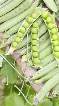Vertical video of hand holding fresh wild broad beans and seeds