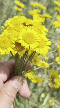 Vibrant Anthemis Tinctoria: Yellow Daisy-like Wildflowers