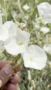Capturing the Elegance of Wild White Bindweed Flowers