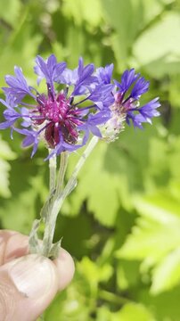 Vibrant Blue Cornflowers Blooming in a Wildflower Field