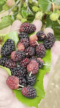 Medicinal red mulberry fruit and harvest season.