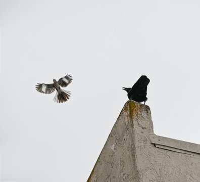 Angry Birds 2