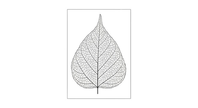 Skeletonized Leaf Vein Structure Close-up Macro Black and White