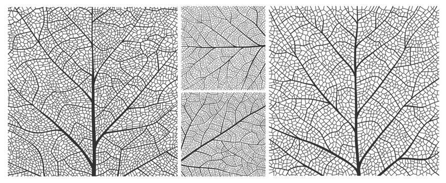 Leaf vein texture with closeup plant cells pattern of birch, maple and oak tree leaf skeleton structure. Leaf veins background with macro details of foliage natural organic lines of leaves texture