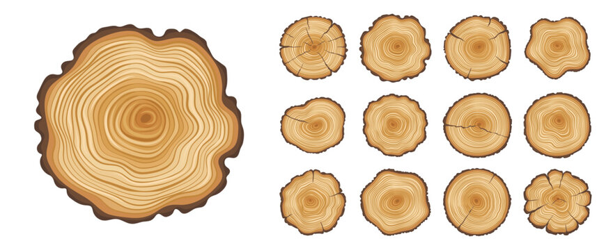 Wooden tree trunks with rings, rough timber split of round pine and oak log with bark. Tree trunks cut in cross section with annual rings, forest stump slices with growth age circle lines pattern