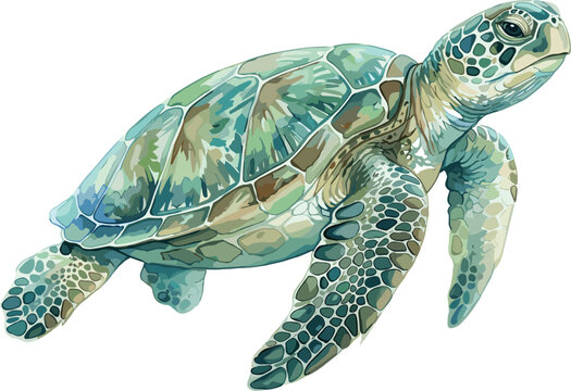 Green sea turtle swimming isolated on white background, realistic watercolor style vector graphic design, illustration
