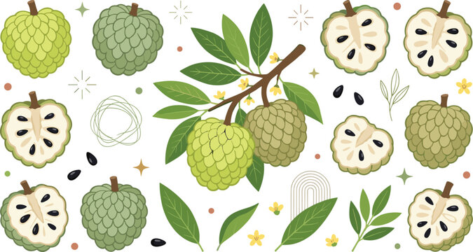 Custard Apple Fruit Illustration Collection with Sugar Apple Branches, Tropical Fruits, Seeds, Botanical Leaves, and Exotic Harvest Elements