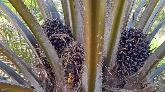 A plantation worker positions a traditional harvesting chisel tool (dodos) to cut a ripe fresh fruit bunch from an oil palm tree.
