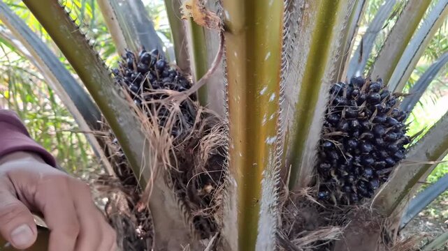 Close-up of a plantation worker's hands inspecting a ripe oil palm fresh fruit bunch (FFB) on the tree, showing the vibrant orange inner fruit pulp